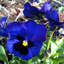 Pansy