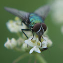 Blue Bottle Fly - Bzučivka obecná