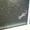 Mediterranean House Gecko