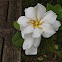 Gardenia