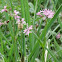 Ragged Robin