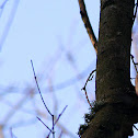 Great Spotted Woodpecker