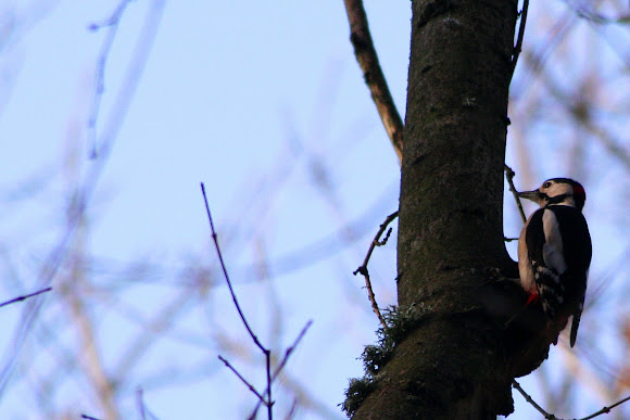 Spotting Image 1