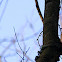 Great Spotted Woodpecker