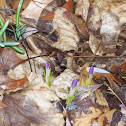 Crocus