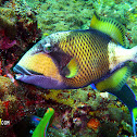 Titan Triggerfish