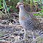 Buff Banded Rail