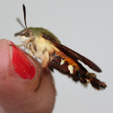 African Hummingbird Moth