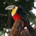Red-breasted Toucan