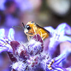 Turnip Sawfly