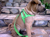 Vendo Hermosos Sharpei