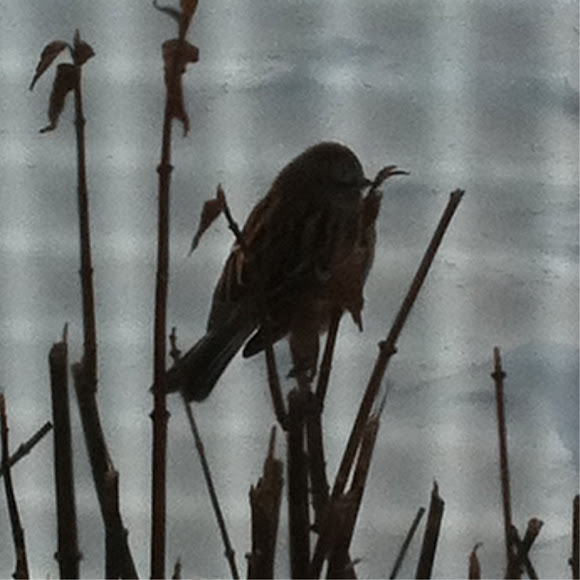 Spotting Image 1