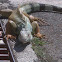 Green Iguana