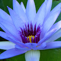 Blue Water Lily