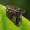 Ricaniid planthopper