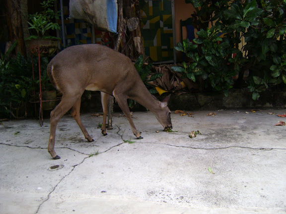 http://lh6.ggpht.com/heeringa/SQdJqh3saXI/AAAAAAAABWg/L1ruvC1q7rc/s576/DSC00623.JPG