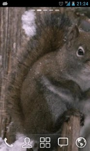 How to install Snow Squirrel Live Wallpaper patch build-0100 apk for laptop