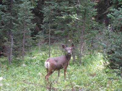 Doh! A deer!