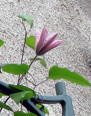 Hagley Hybrid