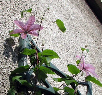 Hagley Hybrid