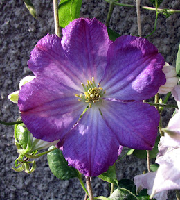 Star of India Star of India