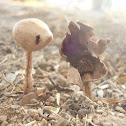 Stalked puffball