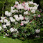 Rododendro. Rhododendron