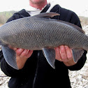 Blue Sucker (male)