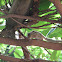 Indian palm squirrel