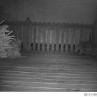 Raccoon