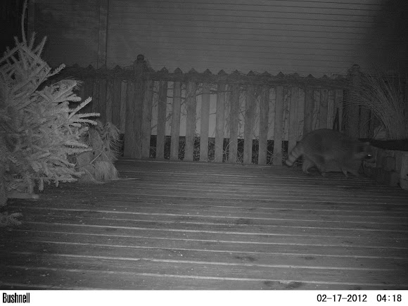 Spotting Image 1