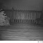 Raccoon