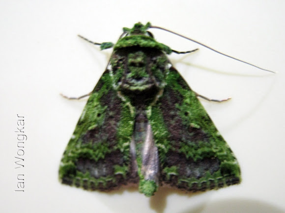 Spotting Image 1