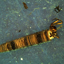 Caddisfly larva - American Grannom