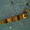 Caddisfly larva - American Grannom