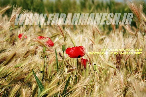 گل لاله وحشی - انتهای شهرک صنعتی صفادشت