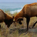 Roosevelt Elk
