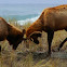 Roosevelt Elk