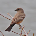 Western Kingbird
