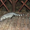 Cape genet
