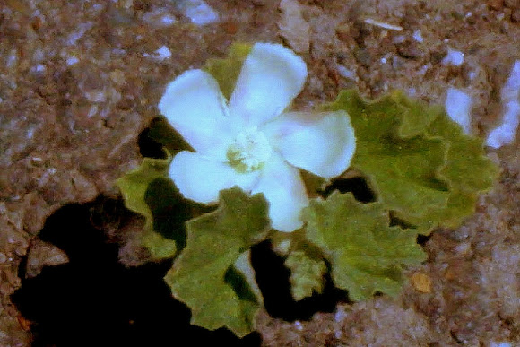 Spotting Image 1