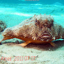 Batfish