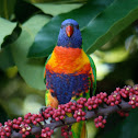 Rainbow Lorikeet