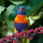 Rainbow Lorikeet