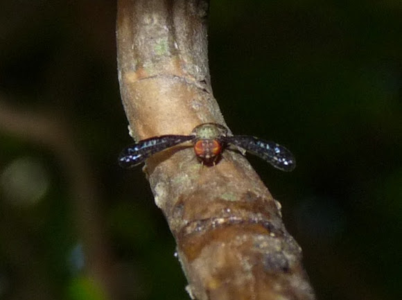 Spotting Image 1