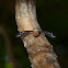 Fly