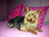 Vendo Cachorritos Yorkshire 4 Mesesa  $100000