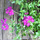 Verbena