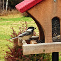 Black capped chickadee