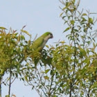 Monk Parakeet